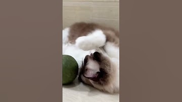 Which cat would want such a big catnip ball?✋✋#funnyvideos #pets #cats #cat #catlover #toys