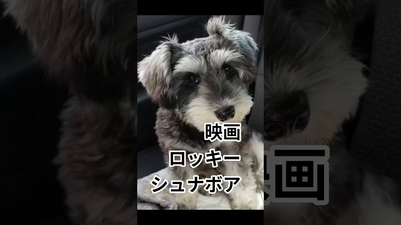 映画　ロッキー/シュナボア