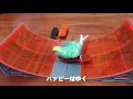 スケボーインコ　ハッピー（イメージビデオ）