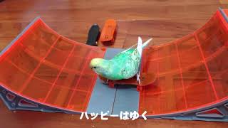 スケボーインコ　ハッピー（イメージビデオ）