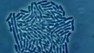 Bacteria Growth in Real Time