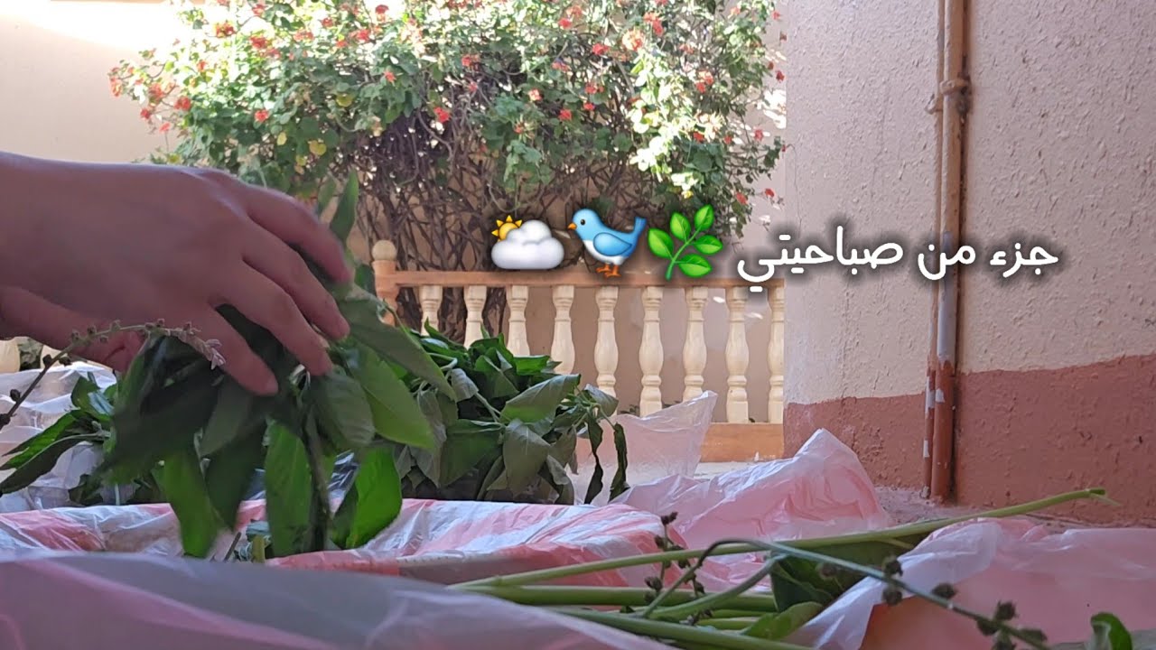 اقطّف ملوخية من فجر الله🌿 و اسولف عليكم🫶🏻 اعتمدوا جلسة المصارحة💘