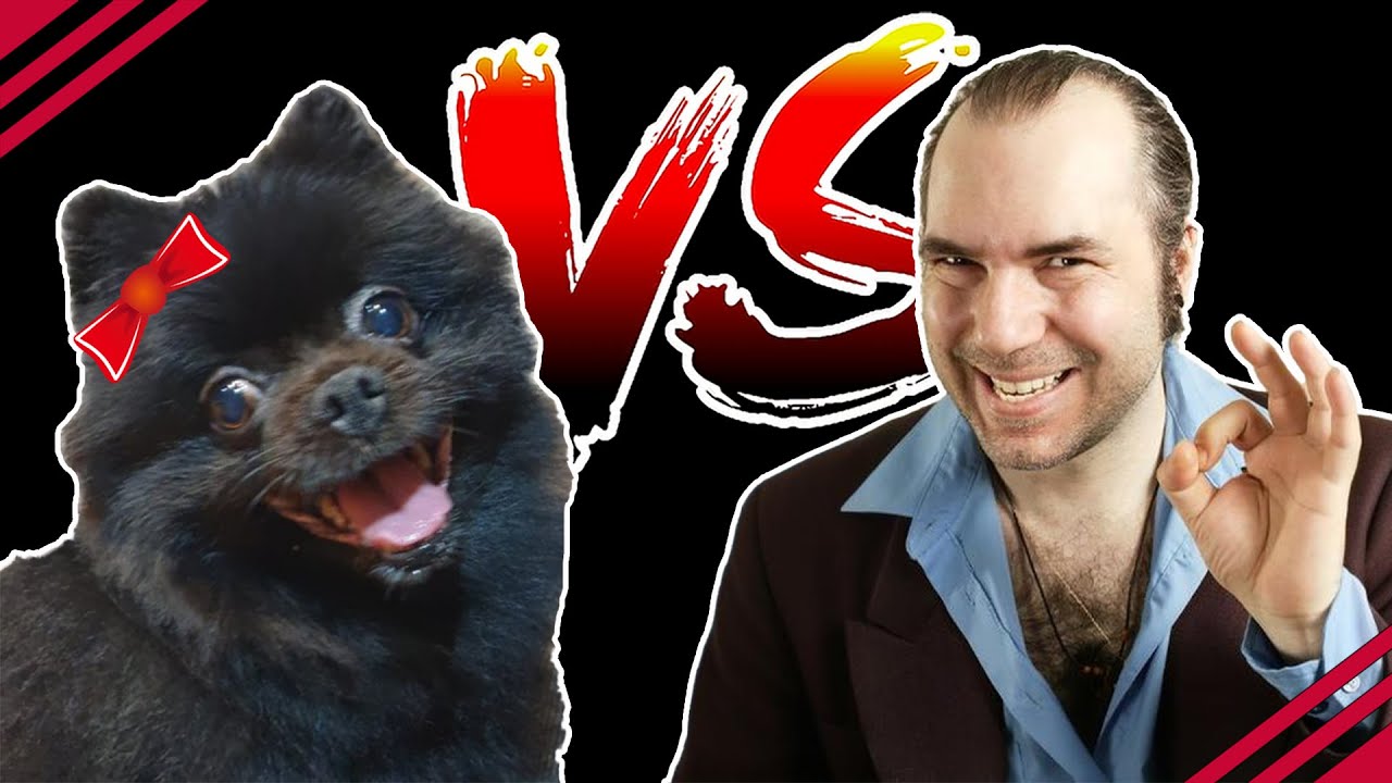 Brutal Match: Rascal Dog vs. Shady Salesman