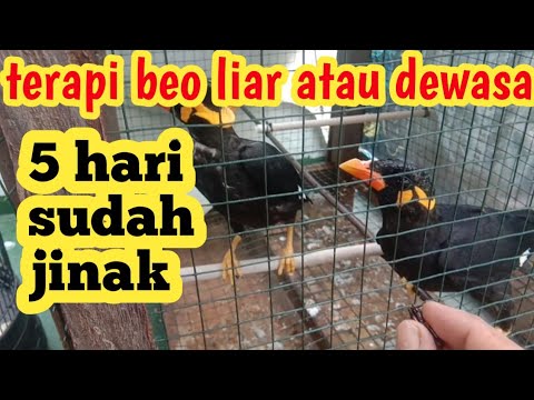 Video: Cara Melatih Burung Beo Berenang