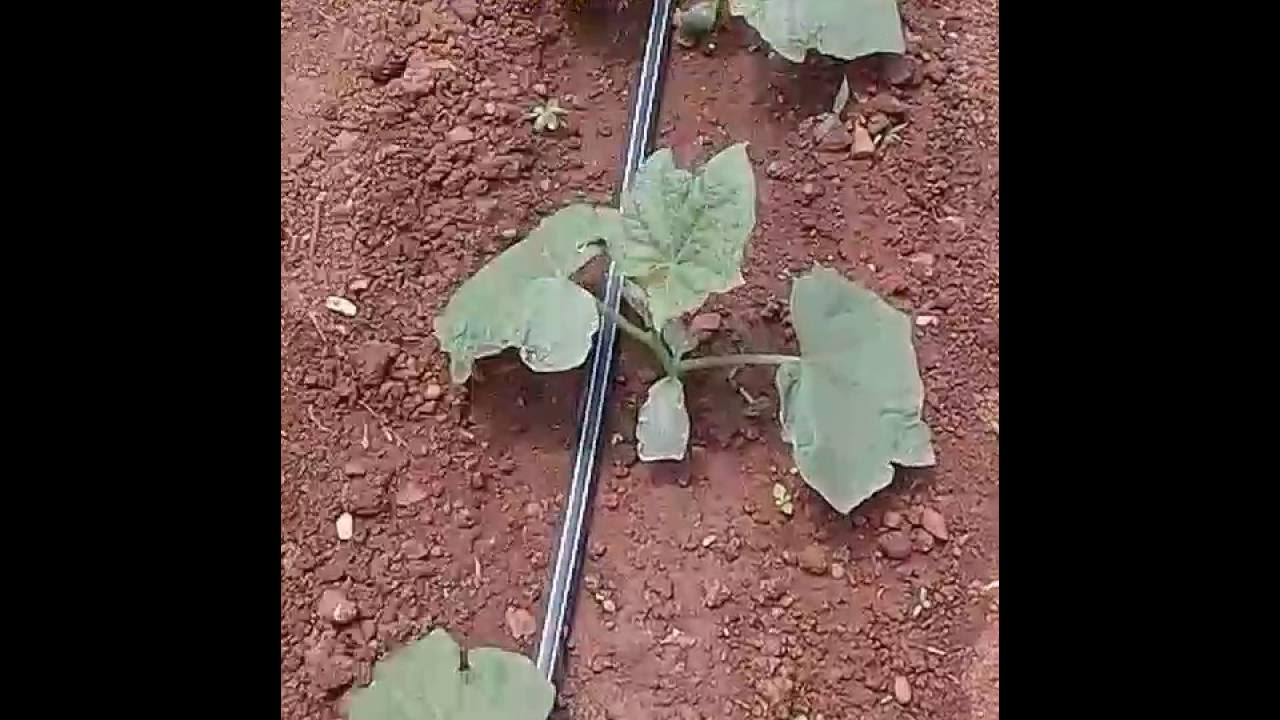 Growing English Cucumbers in A Greenhouse in Zimbabwe 2 YouTube