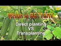 DIRECT PLANTING VS. TRANSPLANTING, ALIN BA ANG MAS OKAY?