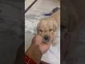 😜🥰#labrador #youtubeshorts #trending #shorts#viral #cute#shorts