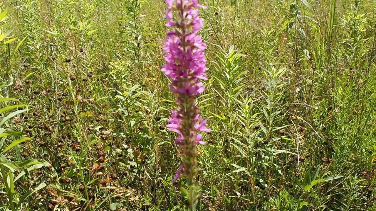 Purple Loosestrife