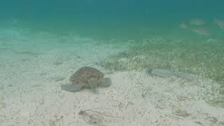 Turtle Sighting - Hol Chan, San Pedro, Belize by AndyBizzzle 14 views 2 years ago 57 seconds