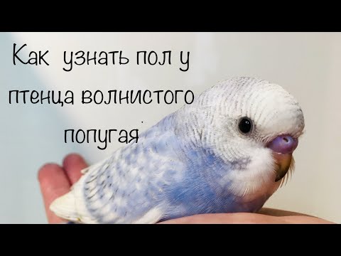 Как узнать пол у птенца волнистого попугая