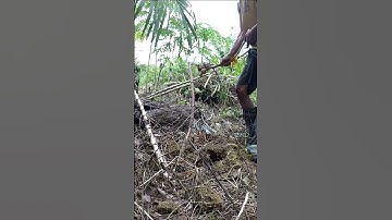 Harvesting cassava part 790 #shorts #farming #cassava #nature  #cassavaroots #cassavafarming