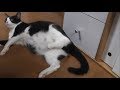 【閲覧注意】子猫を出産するひまわりに感動しました