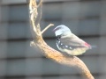 Diamond Firetail Finch