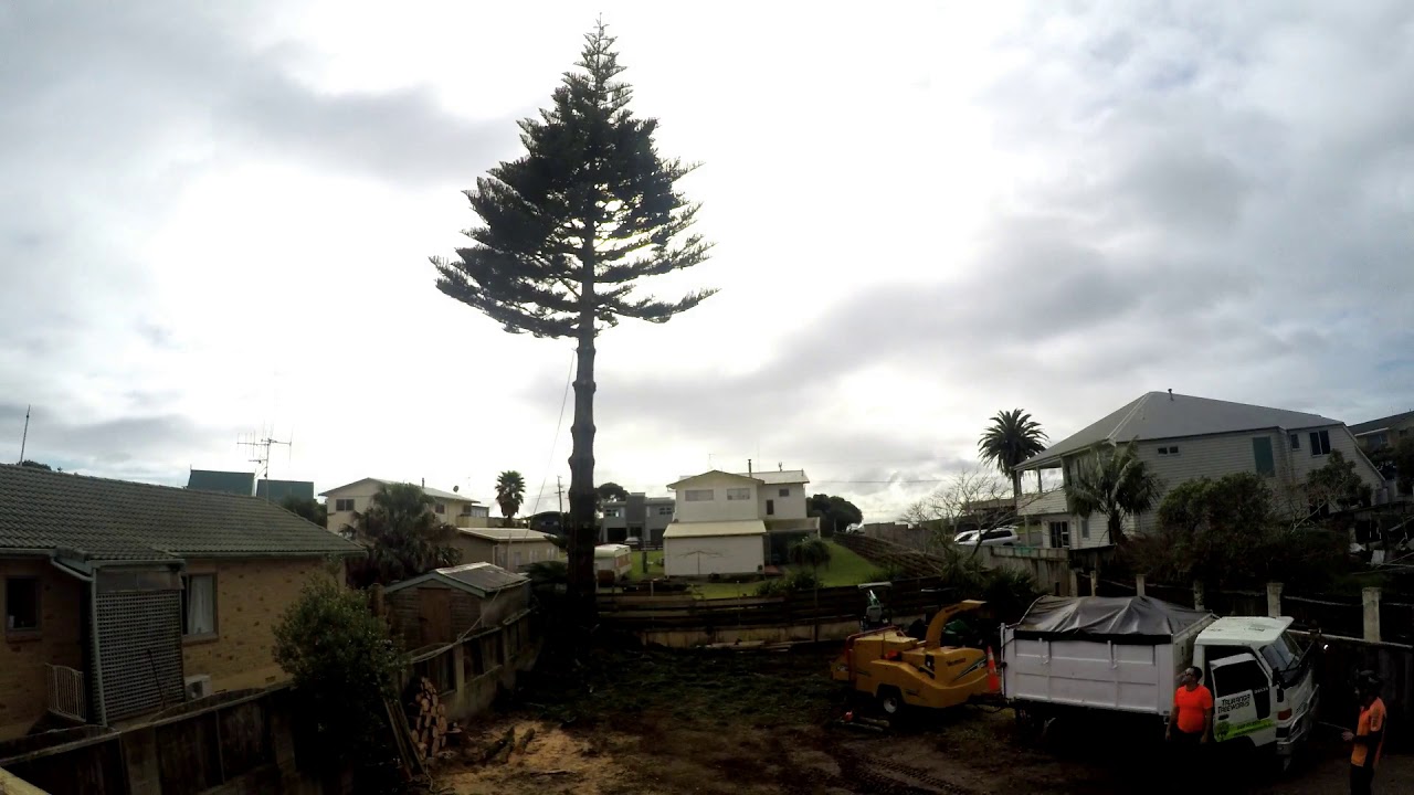 Norfolk Pine Climbing Arborist Rigging Dismantle Timelaps - YouTube