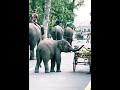 some thing to eat aunty, elephant guardians, Let's save the nature and animals