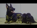 German Shepherd Giving Birth to beautiful pups - Akira