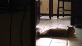 Alarm Cat by moustiq77 235 views 8 years ago 1 minute, 47 seconds