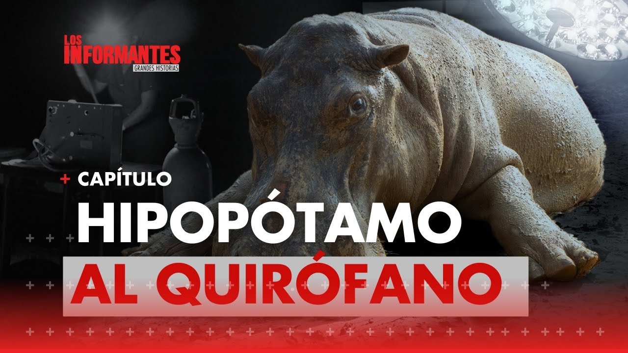 Invasión de hipopótamos: el dilema que dejó Escobar que amenaza al ecosistema- Los Informantes