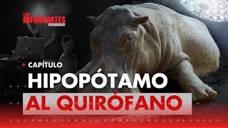 Invasión de hipopótamos: el dilema que dejó Escobar que amenaza al ecosistema- Los Informantes