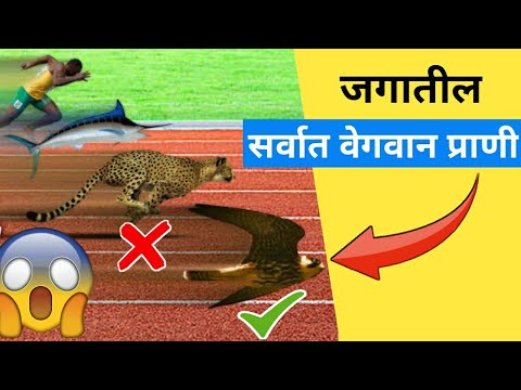 जगातील सर्वात वेगवान प्राणी कोणता ?| Fastest animal in the world in marathi |Fastest bird in marathi