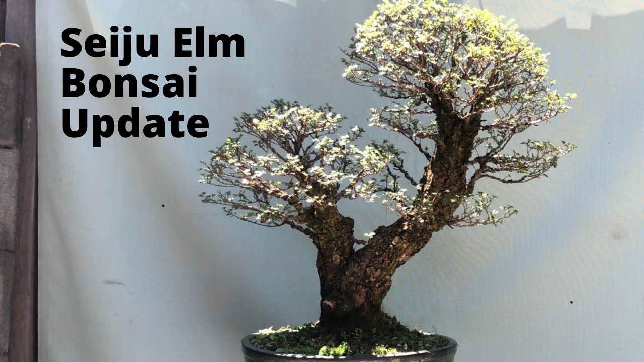 Seiju elm bonsai update Die back of branches frustrating bonsai YouTube