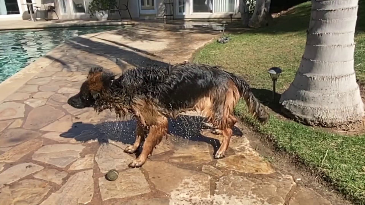 How a dog shakes water off their bodies( SLOW MO) YouTube