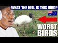 American Reacts to Hilarious Australian SONG ABOUT BIRDS