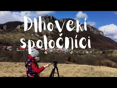 Video: Spoločníci ľaliových rastlín – zistite viac o sadeníc ľaliových kvetov