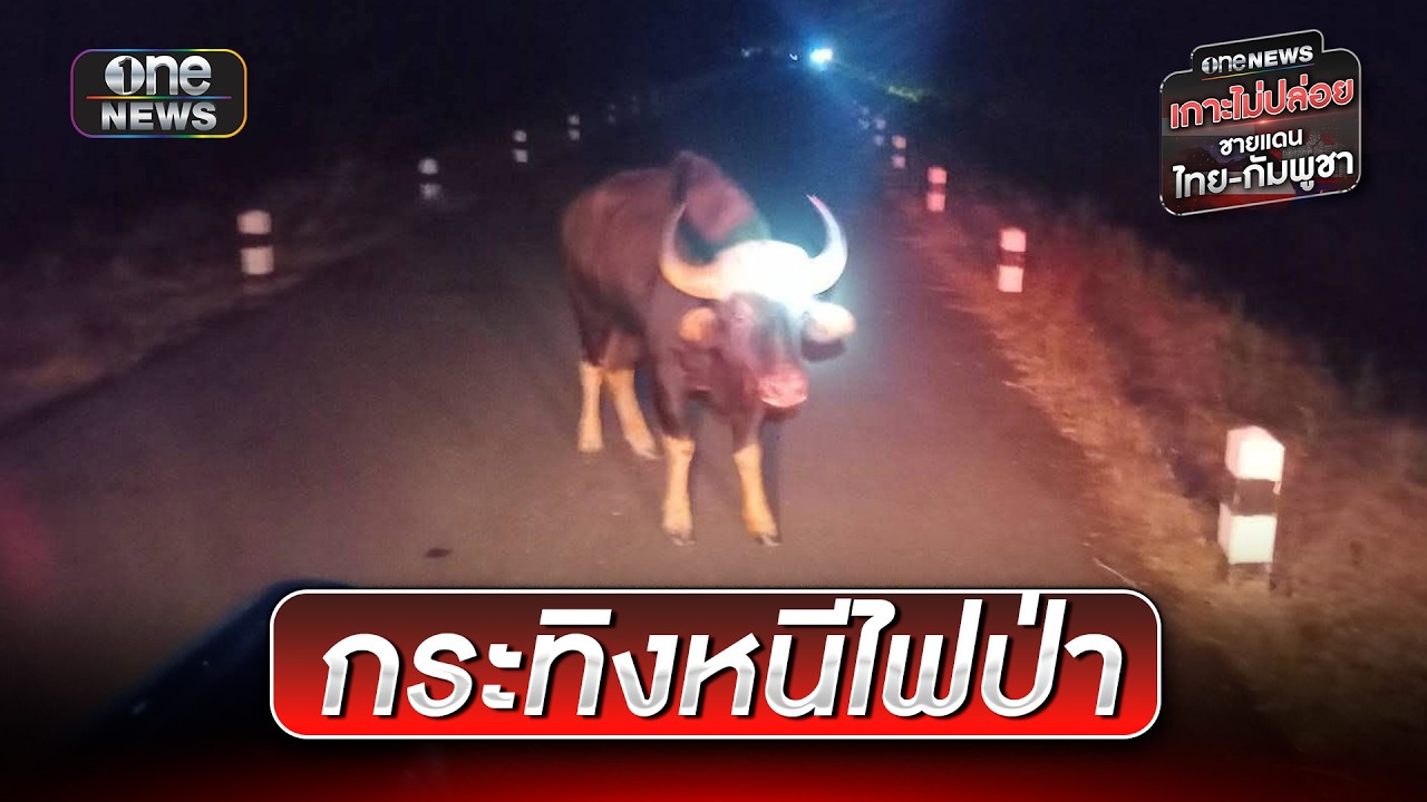 เขมรเผาป่า ทำกระทิงเตลิดทำร้ายคนเจ็บ | ข่าวเที่ยงช่องวัน | สำนักข่าววันนิวส์