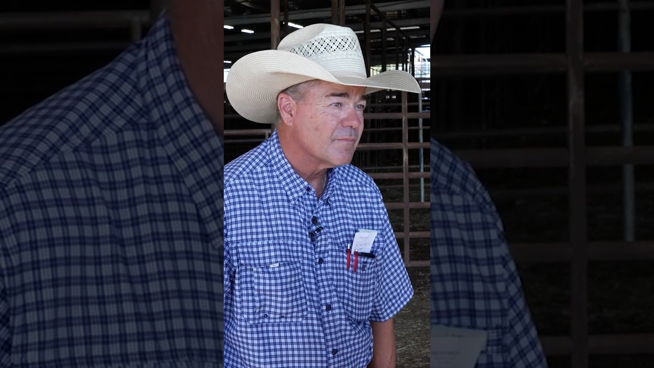 Texas cattle ranchers react to foreign beef imports
