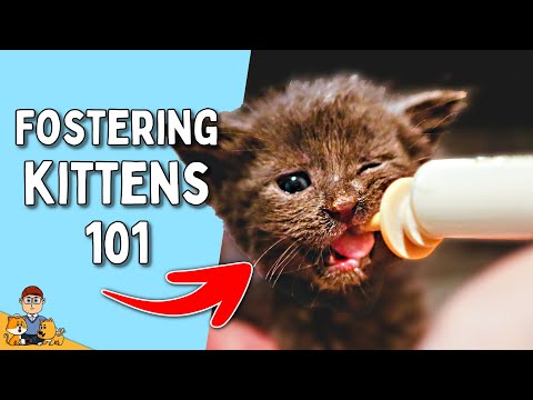Fostering Kittens for Beginners (expert veterinary guide)