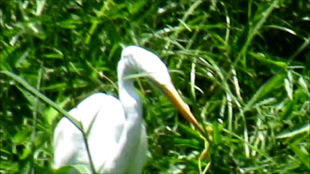 camera iphone 8 plus apk 8 9 17 Egret with frog