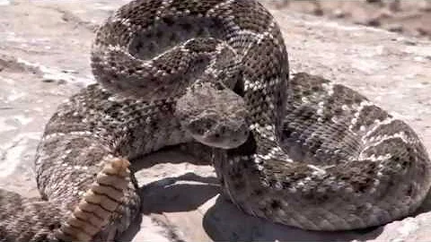 How to Safely Capture a Venomous Snake