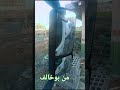 من بوخالف طنجة