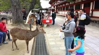 Bowing Deer At Nara Park, Japan Gets A Hug
