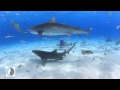 Anjali Swimming With Sharks for Ocean Awareness