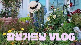200개의 튤립.크로커스.알리움.무스카리심기.꽃차만드는 시골풍경.아직도 정원엔 꽃/200 bulb planting.Marigold's Drying Countryside