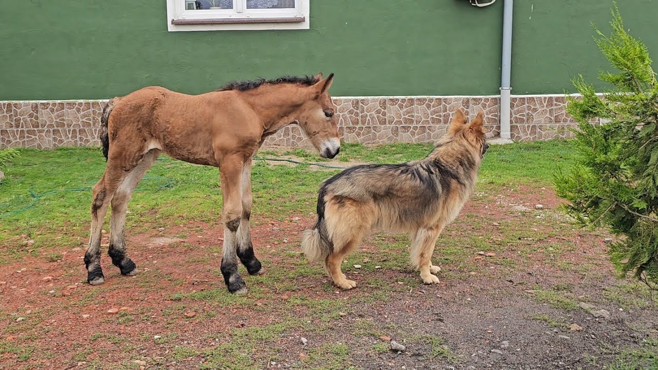 ŹREBAK PIERWSZY RAZ SIĘ PRZEWRÓCIŁ - Próbowała zjadać ręce