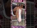 『You are my superstar.✴︎』(covered byありまぽぷり) #アロースタッド #カリフォルニアクローム #californiachrome #ウマ娘プリティーダービー