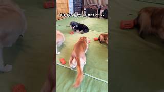 いつだってハルばんつぁんの食欲は1番!#5ダックス #ダックス #dachshund