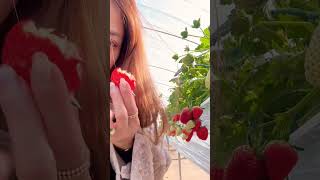 Strawberry’s | Sky berry #japan #life #mukbang #SMR