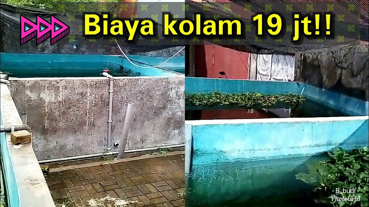 Biaya Kolam Untuk Budidaya Gurame Rumahan YouTube