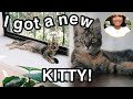 I GOT A CAT IN JAPAN ! Road trip Tokyo to Chiba to get a new baby