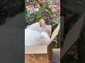 CUTE CAT in a tiny box 😻🗃️ #catshorts