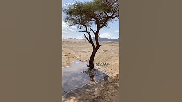 قران كريم |اغث قلبك |حالات واتس اب|امطار|اواخر سورة البقره |مقاطع انستا