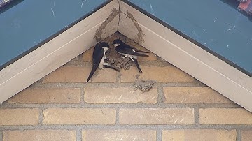 huiszwaluwen in Cothen