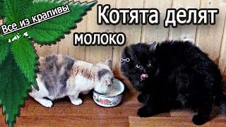 Котята делят молоко. Смешно! Два кота и миска молока. Смешные животные. Все из крапивы.