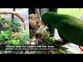 Medicinal plants for parrots