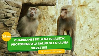 Guardianes de la Naturaleza: Protegiendo la Fauna Silvestre - TvAgro por Juan Gonzalo Angel Restrepo