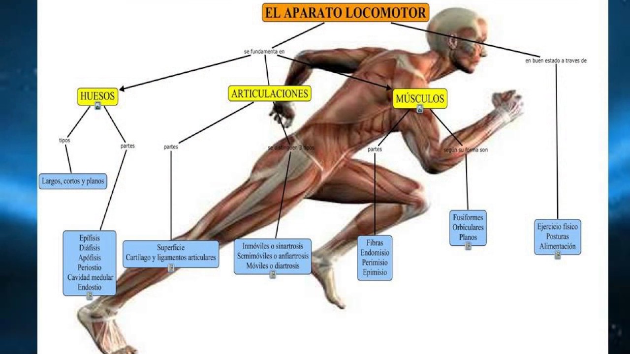 Aparato locomotor - YouTube